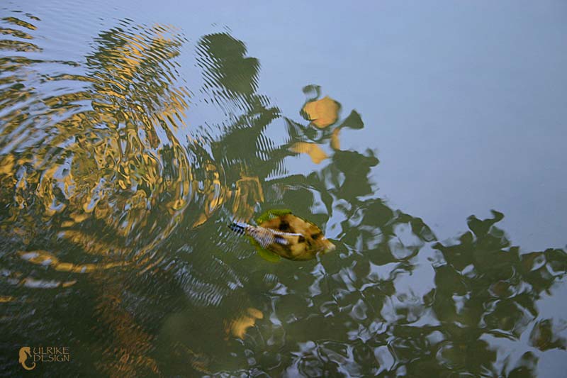 A fish hides in the shadow and reflection of a sea grape.