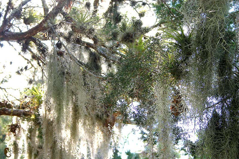 Spanish moss and other tillandsias in a cedar tree.