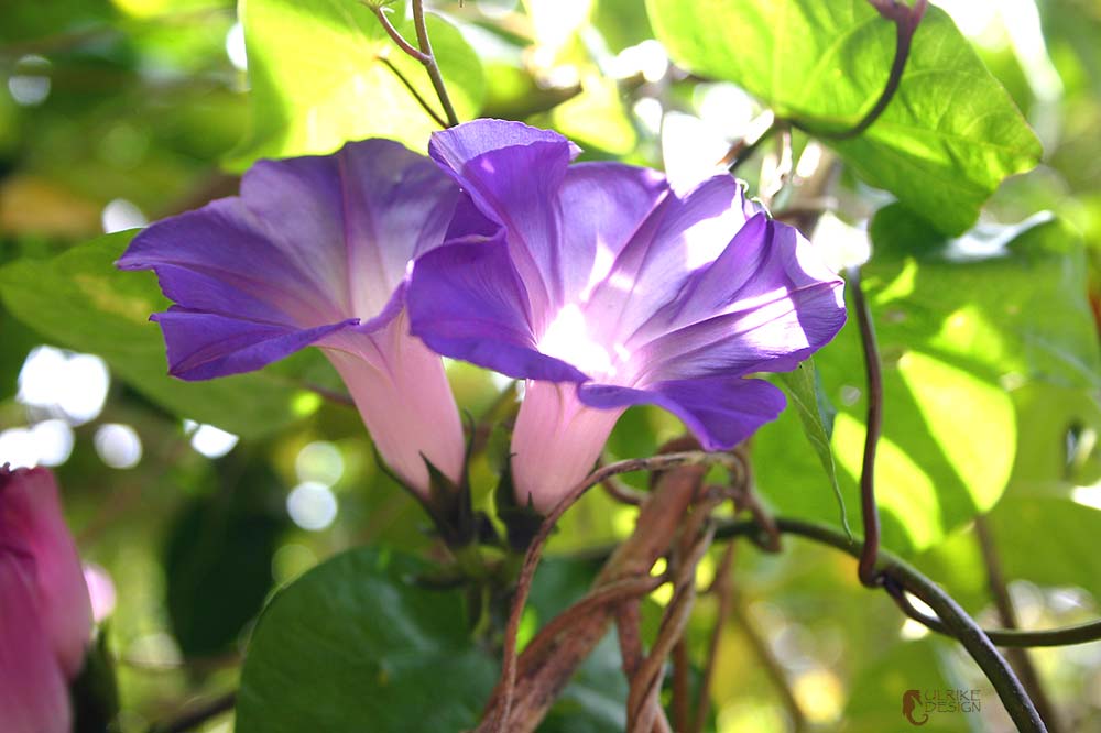 A Morning Glory in its full glory.