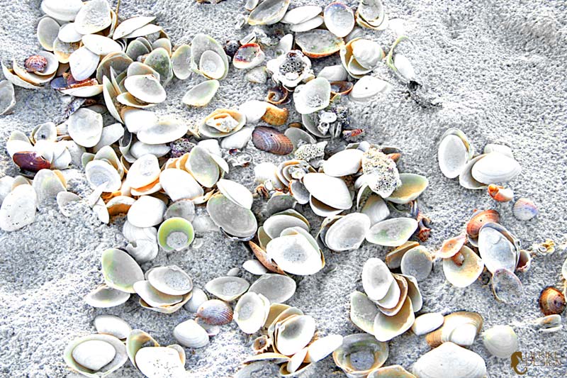 A wash of sea shells brought in by the tide.