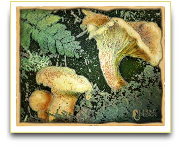 Chanterelle mushrooms illustration.